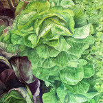 Lettuce Roses Watercolor painting